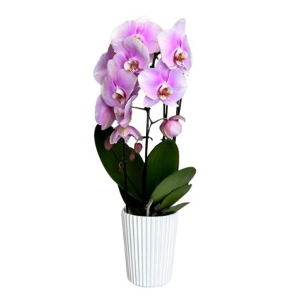 Różowy storczyk phalaenopsis z osłonką