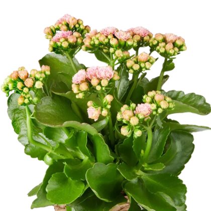 Kalanchoe w osłonce