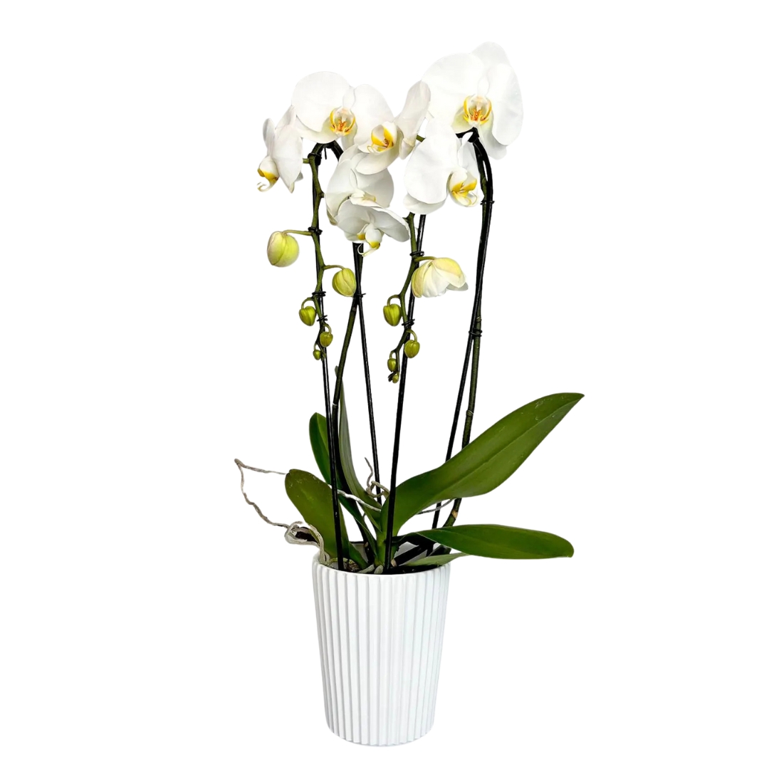 Biały storczyk phalaenopsis z osłonką