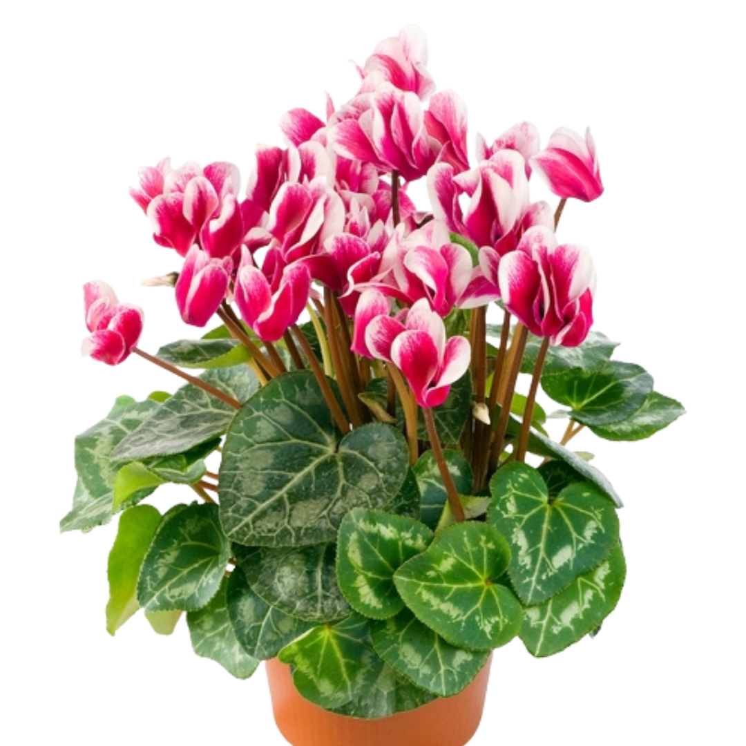 Cyklamen w osłonce - obrazek 3