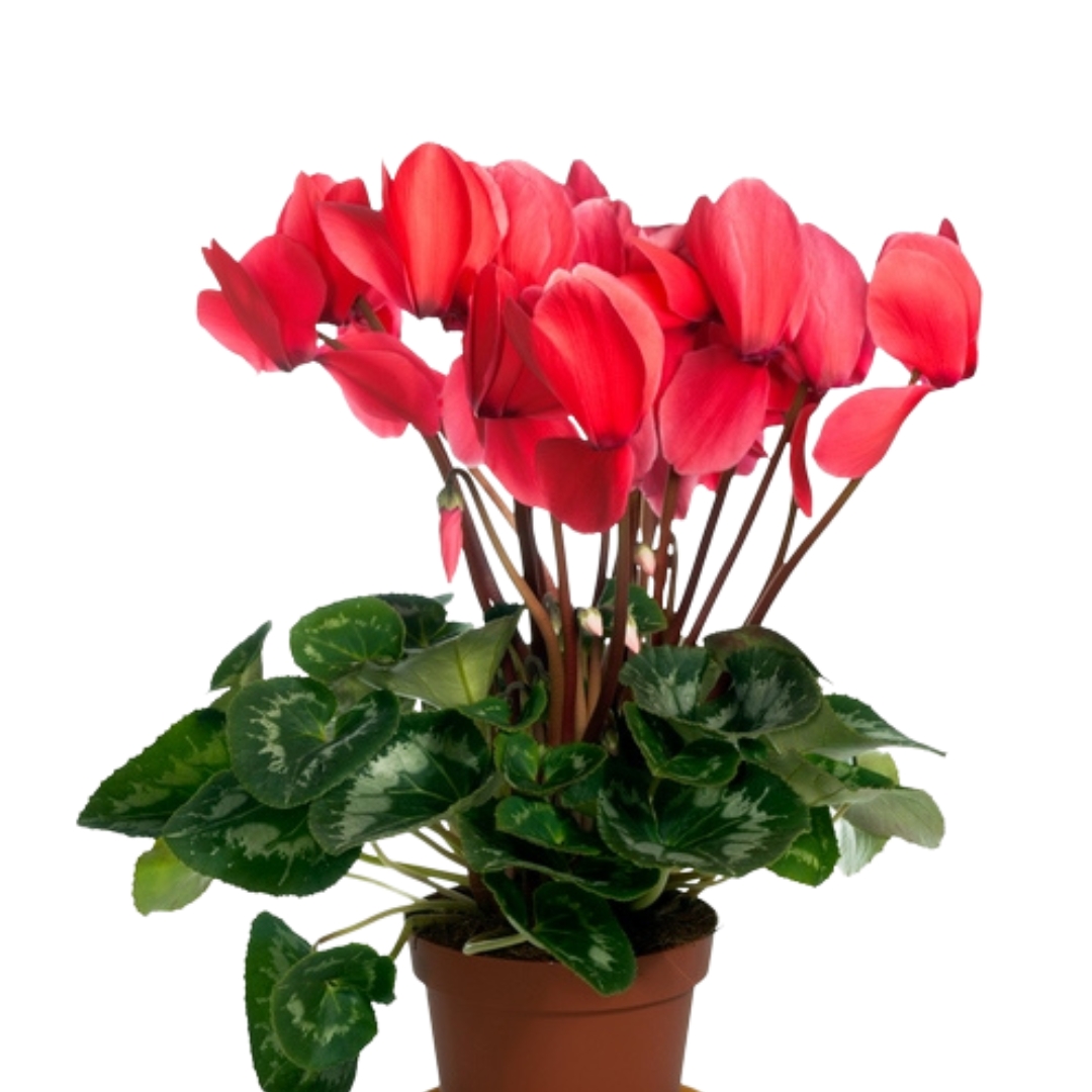 Cyklamen w osłonce - obrazek 2