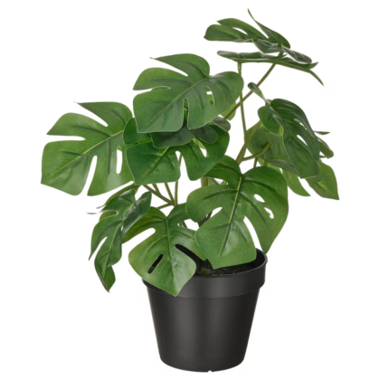 Monstera w osłonce