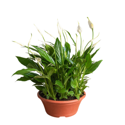 Skrzydłokwiat SPATHIPHYLLUM w osłonce